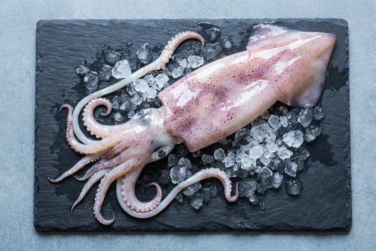 كاليماري كبير طازج على الثلج، توصيل في القاهرة الكبرى