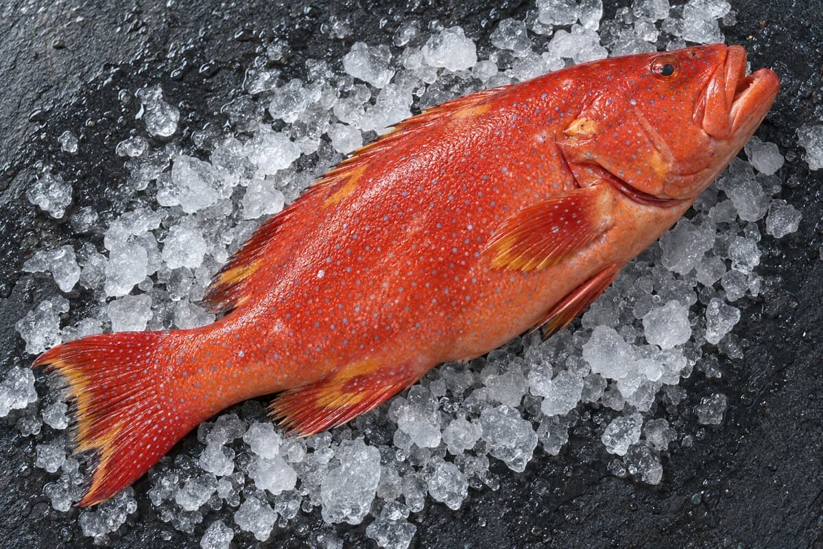 Nagil (truite de corail) frais sur glace, livré dans le Grand Caire